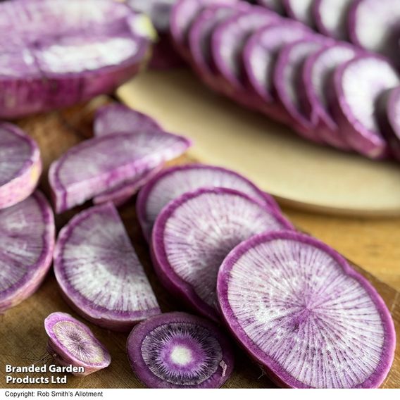 Radish 'Blue Candle' F1 - Seeds