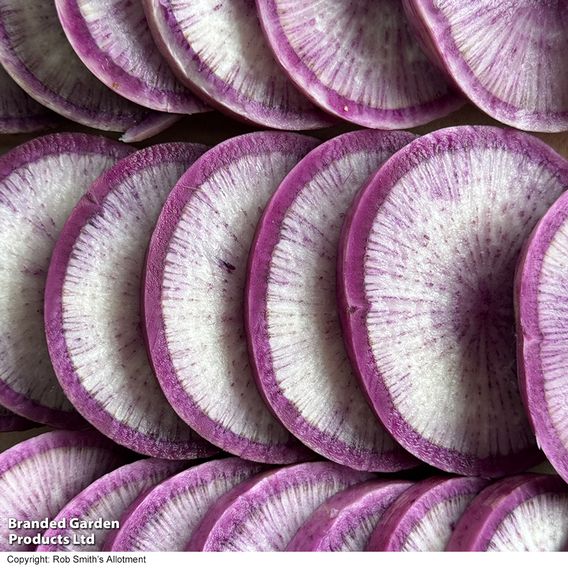 Radish 'Blue Candle' F1 - Seeds