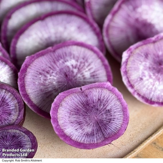 Radish 'Blue Candle' F1 - Seeds
