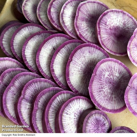 Radish 'Blue Candle' F1 - Seeds