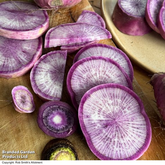 Radish 'Blue Candle' F1 - Seeds