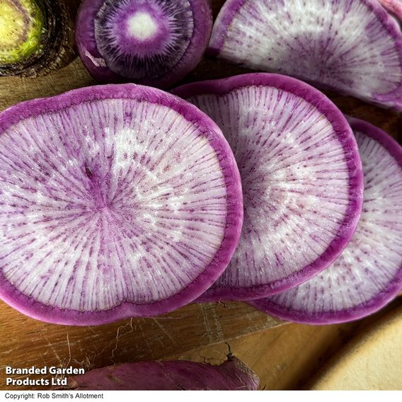 Radish 'Blue Candle' F1 - Seeds