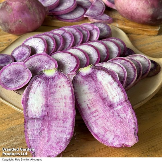 Radish 'Blue Candle' F1 - Seeds