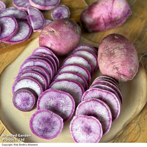 Radish 'Blue Candle' F1 - Seeds