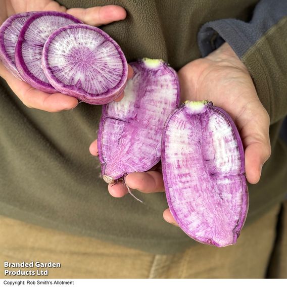Radish 'Blue Candle' F1 - Seeds