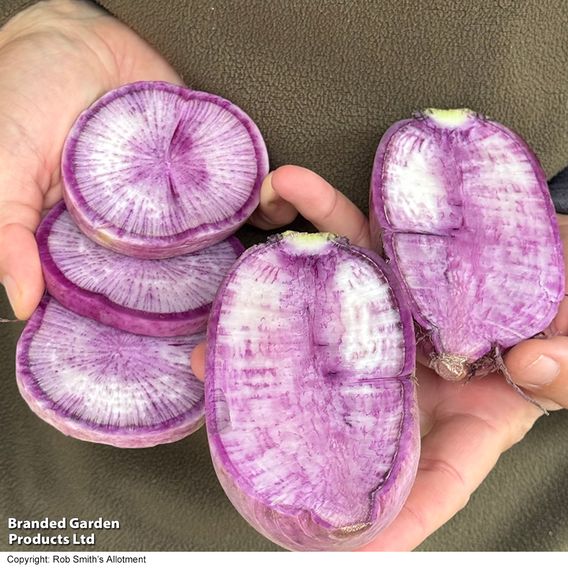 Radish 'Blue Candle' F1 - Seeds