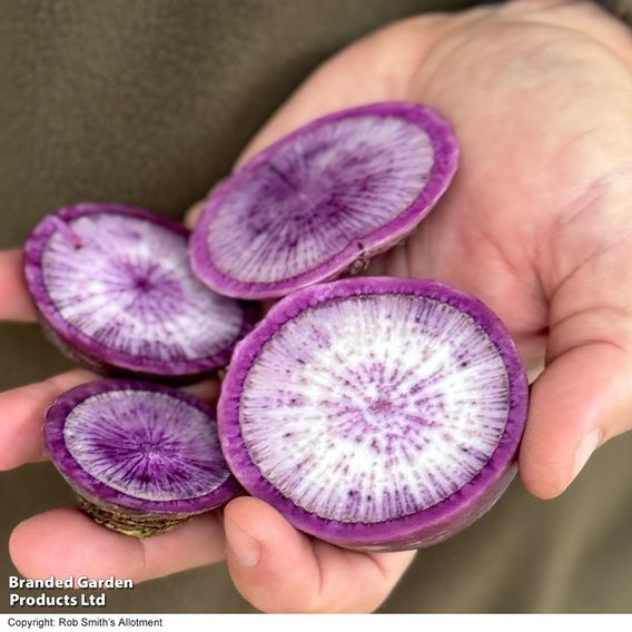 Radish 'Blue Candle' F1 - Seeds