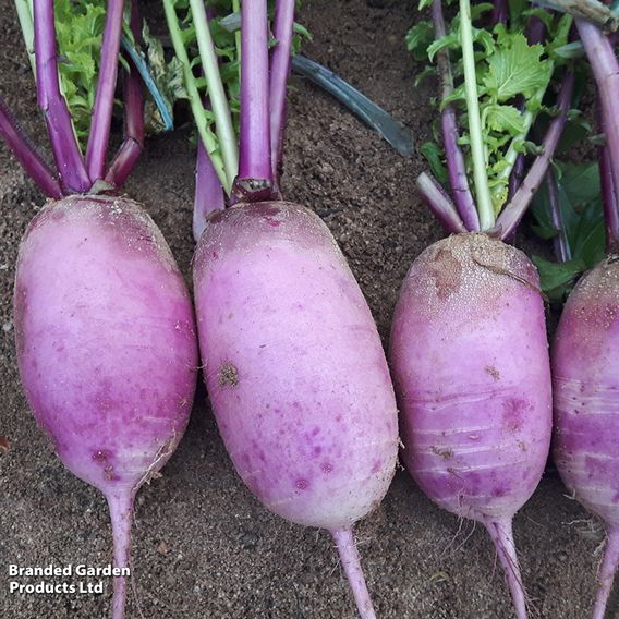 Radish 'Blue Candle' F1 - Seeds