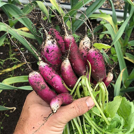 Radish Seeds - Felicia 