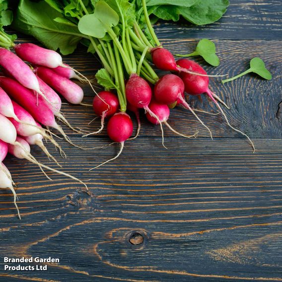 Radish French 'Breakfast 2' - Organic Seeds