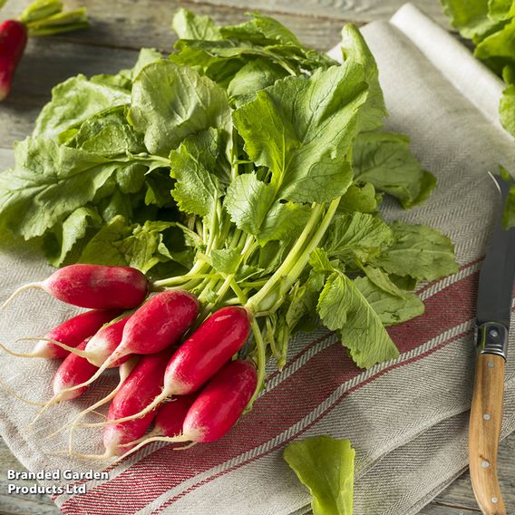 Radish French 'Breakfast 2' - Organic Seeds