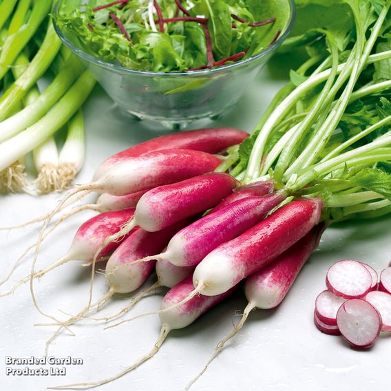 Radish French 'Breakfast 2' - Organic Seeds