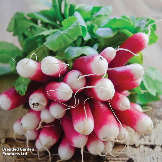 Radish French 'Breakfast 2' - Organic Seeds
