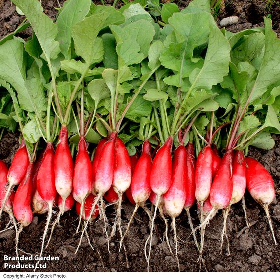 Radish French 'Breakfast 2' - Organic Seeds