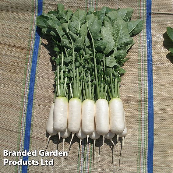 Radish Mooli - Seeds