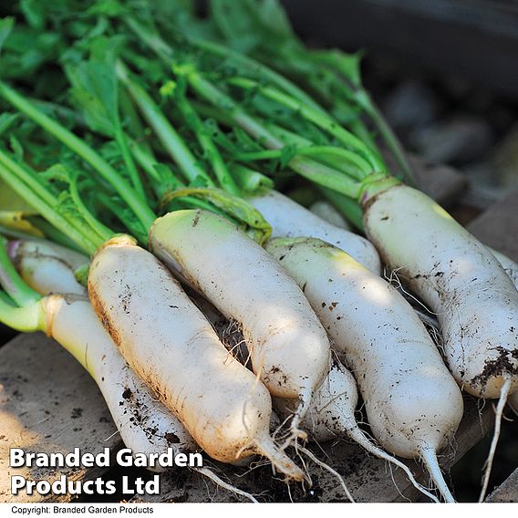 Radish Mooli - Seeds