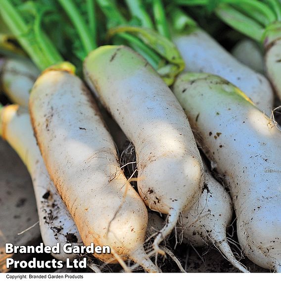 Radish Mooli - Seeds