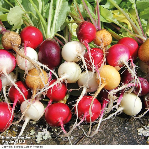 Radish 'Rainbow Mix' - Seeds