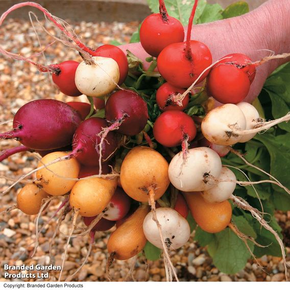Radish 'Rainbow Mix' - Seeds