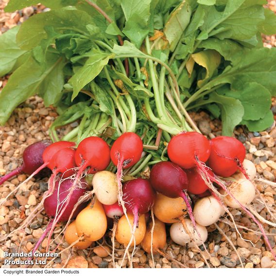 Radish 'Rainbow Mix' - Seeds