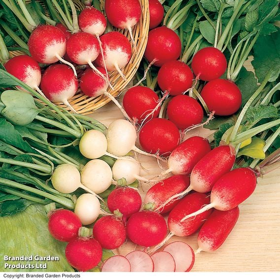 Radish 'Rainbow Mix' - Gourmet Veg Seeds