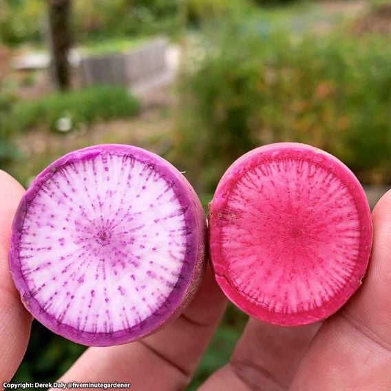 Radish 'Bluemoon' & 'Redmoon' F1 - Seeds