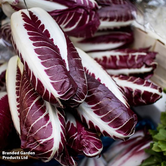 Chicory 'Rossa di Treviso precoce' - Seeds