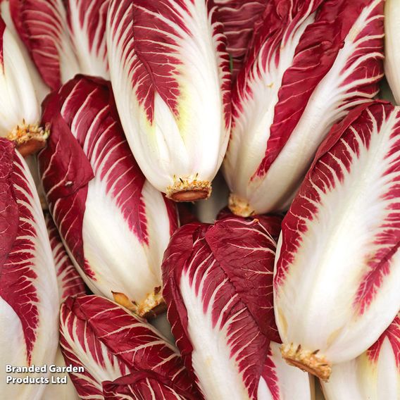 Chicory 'Rossa di Treviso precoce' - Seeds