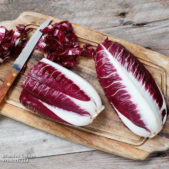 Chicory 'Rossa di Treviso precoce' - Seeds