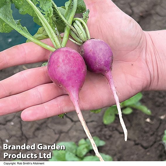 Radish 'Royal Purple' - Seeds