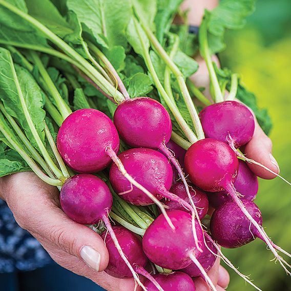 Radish 'Royal Purple' - Seeds