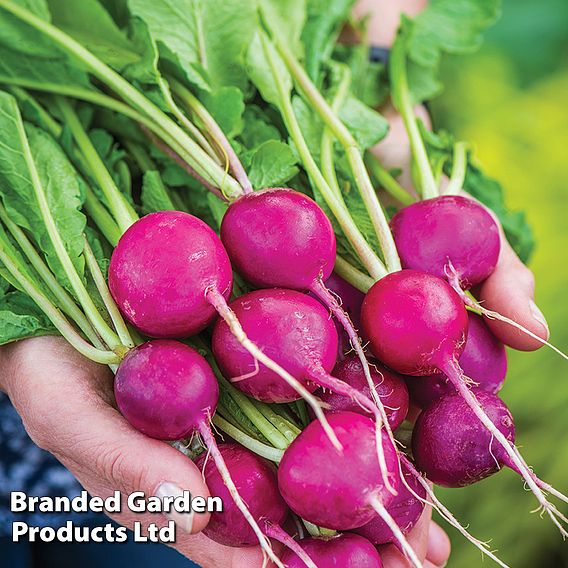 Radish 'Royal Purple' - Seeds