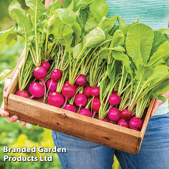 Radish 'Royal Purple' - Seeds