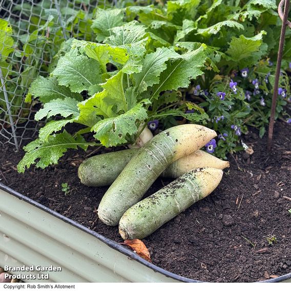 Winter Radish 'Triumphator' F1 - Seeds