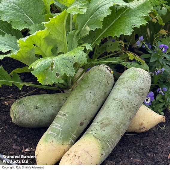 Winter Radish 'Triumphator' F1 - Seeds