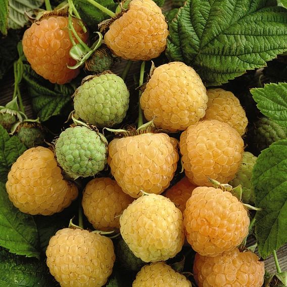 Raspberry 'All Gold' (Autumn fruiting)