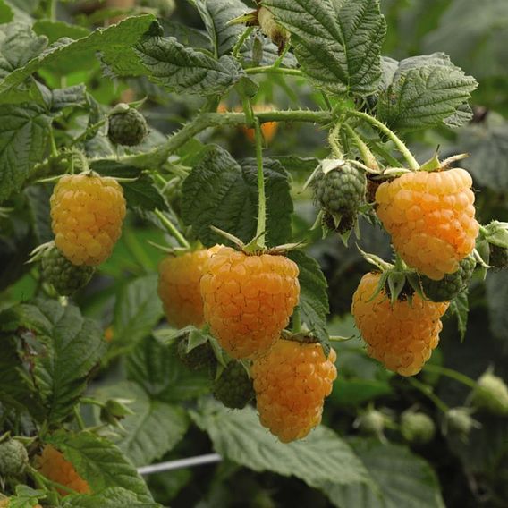 Raspberry 'All Gold' (Autumn fruiting)