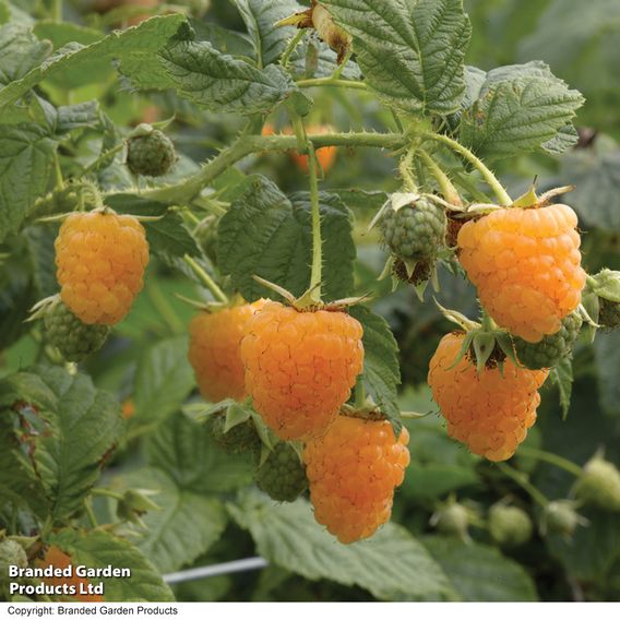 Raspberry Duo (Summer Fruiting)