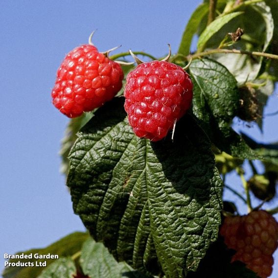 Raspberry 'Autumn Happy'