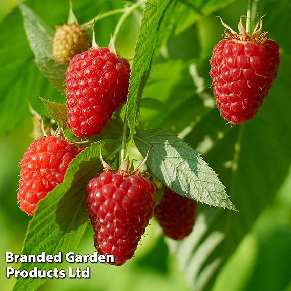 Raspberry 'Autumn Treasure' (Autumn fruiting)