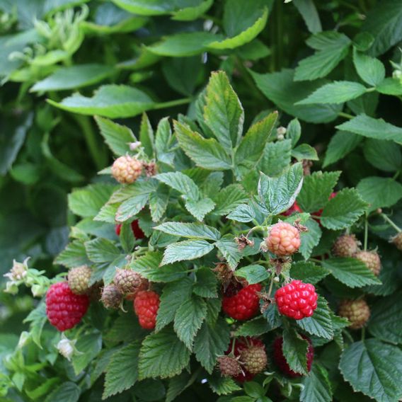 Raspberry Lowberry® 'Baby Dwarf®'