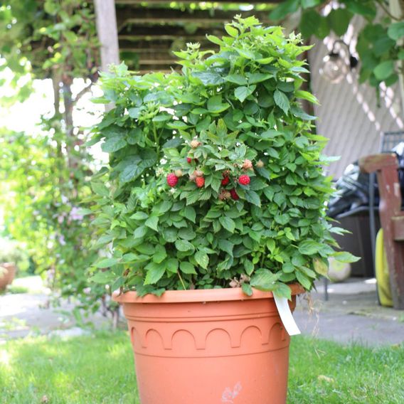 Raspberry Lowberry® 'Baby Dwarf®'