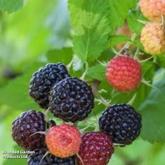 Raspberry 'Black Polka' (Autumn fruiting/Primocane)