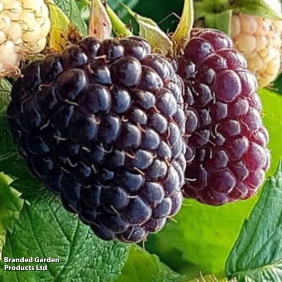 Raspberry 'Black Polka' (Autumn fruiting/Primocane)