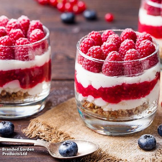 Raspberry Growers Choice