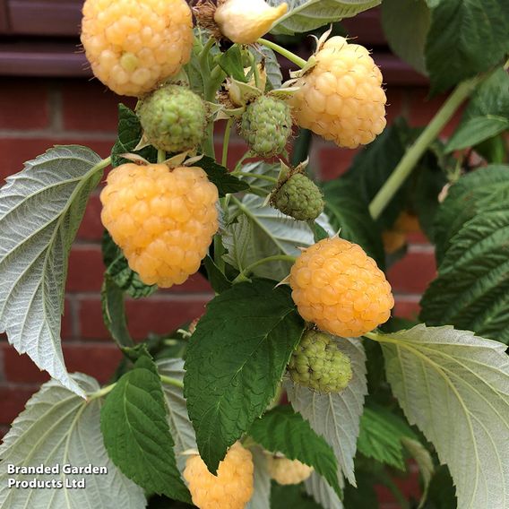 Raspberry 'Iceni Gold' (Autumn fruiting)