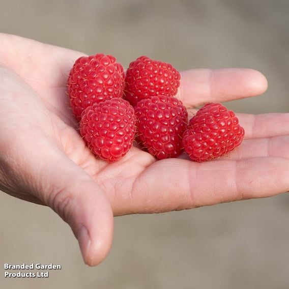 Raspberry 'Imara' (Autumn fruiting)