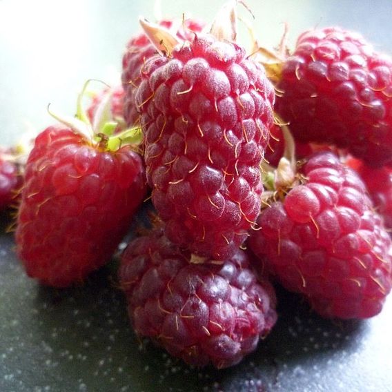 Raspberry 'Joan J' (Autumn fruiting)