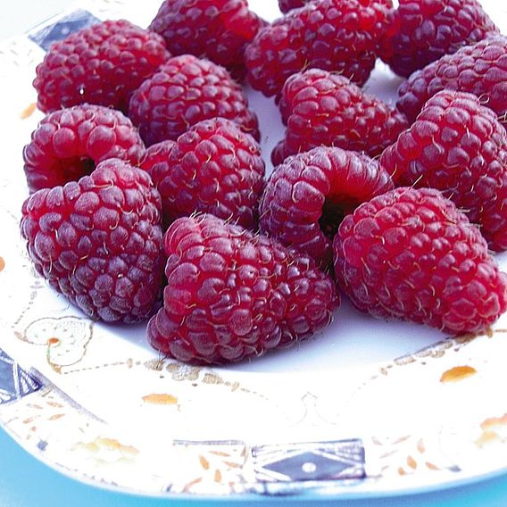 Raspberry 'Joan J' (Autumn fruiting)