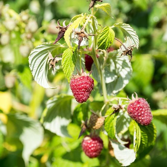 Raspberry 'Joan J' (Autumn fruiting)